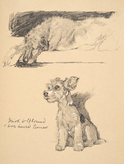 Irish Wolfhound and Wire-Haired Terrier, Illustrations from His Sketch Book Used for 